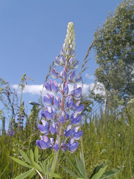 P6099906