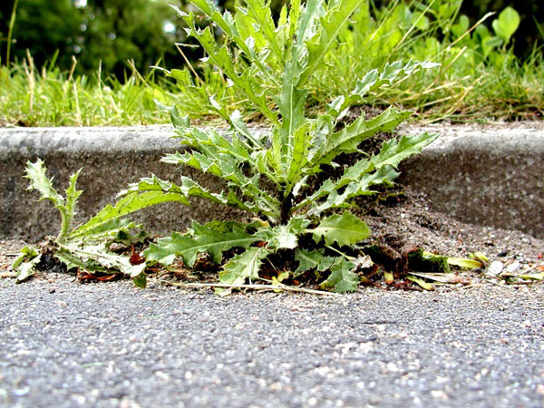 P6290096cr