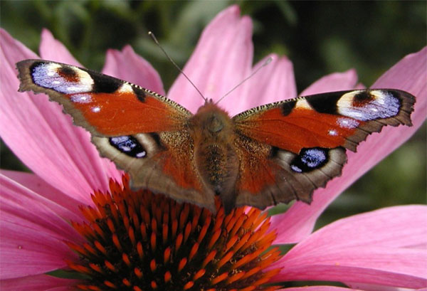 P8201573cr European Peacock (Inachis io)