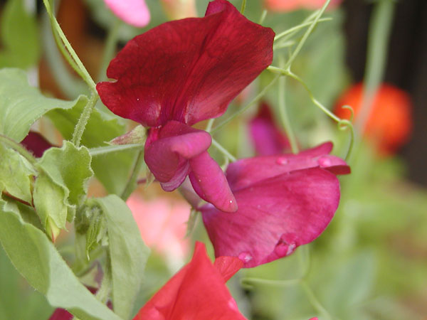 P8271733