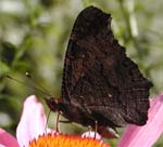 P8201593cr European Peacock (Inachis io)